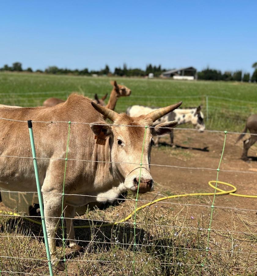 Studio A La Ferme Βίλα Αρλ Εξωτερικό φωτογραφία